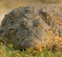 Croc face.jpg