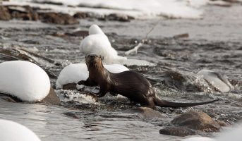 Otter at Fort March 4th 2012.jpg