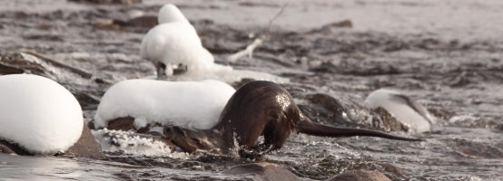 Otter at Fort March 4th 2012 (2).jpg