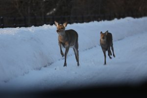 Hokkaido Highway_IO5A2534.jpg
