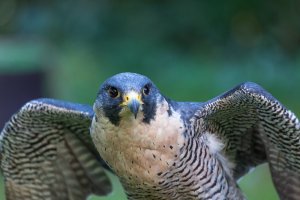 Peregrin Falcon _F8A5818-s.jpg