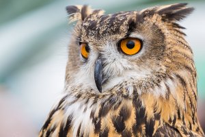European Owl  _F8A5358-s.jpg