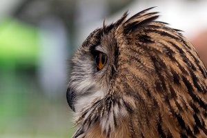European Owl _F8A5356-s.jpg