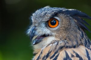 European Owl _F8A5919-s.jpg