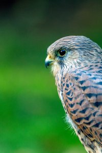 Kestrel _F8A5871-s.jpg