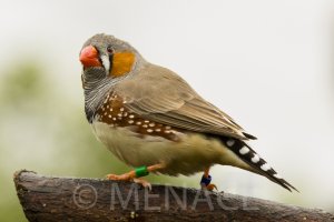 Zebra Finch.jpg