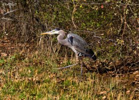 IMG_4827 (1452x1046).jpg