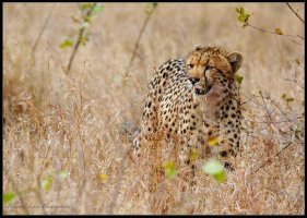 Cheetah in The Bush 11.59.17 AM.jpg