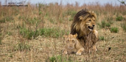 _96Q2756-Lion-mate-far.jpg