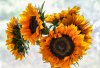 Sunflowers_A-1.jpg