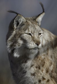 _D7T3082.jpg