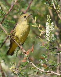 Warbler_Yellow_IMG_0969crop.JPG