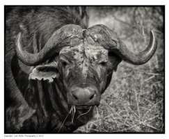 _MG_1251-Buffalo-Sepia.jpg