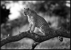 Leopard on a Log.jpg