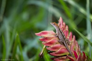Chameleon -5941.JPG