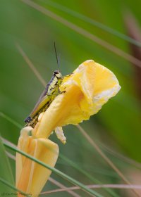 Wild Hopper-8089.JPG