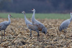 IMG_4870_DxO.jpg