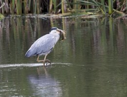 HeronWalkingFish6087.jpg