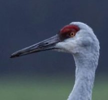 Sigma_Bird2.jpg