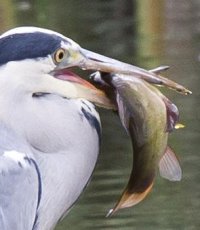 Canon300x2Crop.jpg