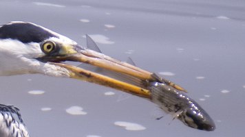 SX50Crop.jpg