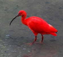 ibis.jpg