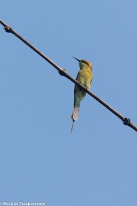 BeeEaters-4.jpg