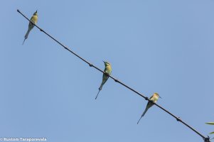 BeeEaters-10.jpg