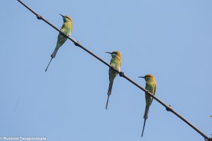 BeeEaters-12.jpg