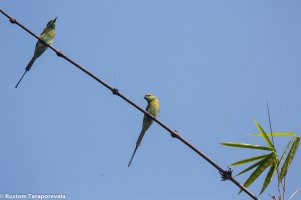BeeEaters-13.jpg