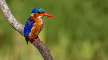 Malachite-Kingfisher-24.jpg