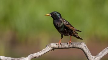 Common-Starling-06.jpg
