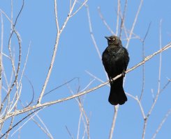 Bird1.jpg