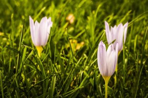 IMG_2781-1 cor rs.jpg