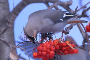 Waxwing_Bohemian_9877.JPG
