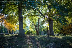 11.2.13 Elmwood-1.jpg