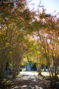 11.2.13 Elmwood-2.jpg