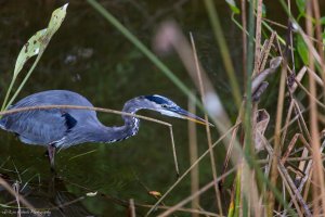 0C2A6980lr5_DxO_combo- dpp5.JPG