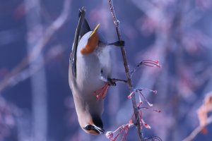 Waxwing_Bohemian_9945.JPG