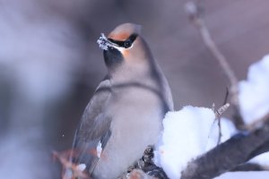 Waxwing_Bohemian_0030.JPG