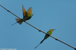 BeeEaters-16.jpg