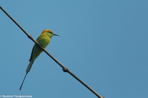 BeeEaters-17.jpg