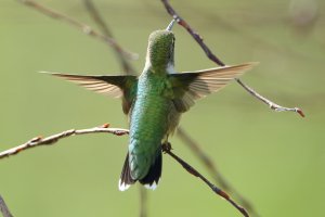 RTHummingbird_F.JPG