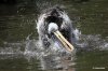 bathing_brown_pelican.JPG