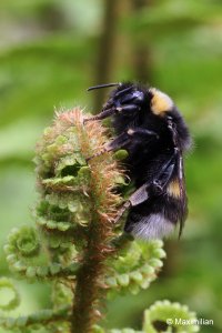 bumblebee.JPG