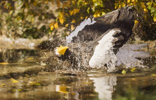 2013_11_04_2607 cs6.jpg