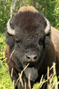 Bison_6913.JPG