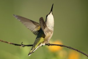 RTHummingbird8.JPG