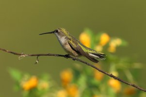 Hummer_8139.JPG