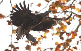 5D3_2384 (Large).JPG